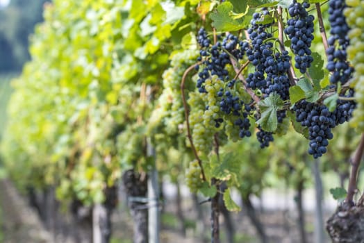 Red And White Grapes in the Vineyard By Harvest Time