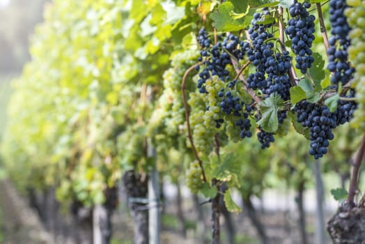 Red And White Grapes in the Vineyard By Harvest Time