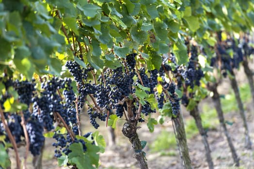 Red bunch of grapes in the vineyard by sunny weather