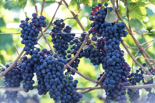 Red bunch of grapes in the vineyard by sunny weather