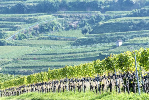 Red bunch of grapes in the vineyard by sunny weather