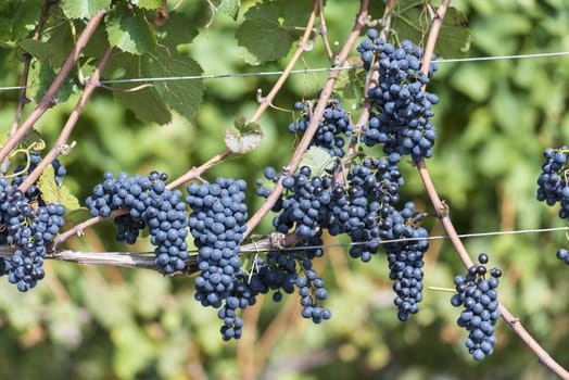 Red bunch of grapes in the vineyard by sunny weather