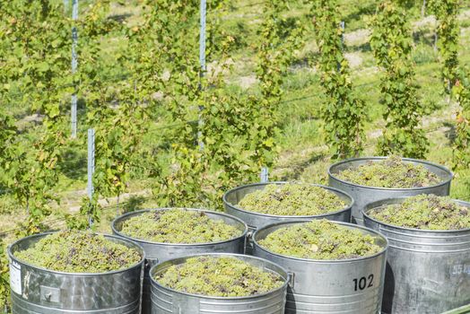 Containers Full Of White Grapes On The Trailer By Harvest Time