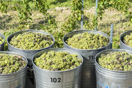 Containers Full Of White Grapes On The Trailer By Harvest Time