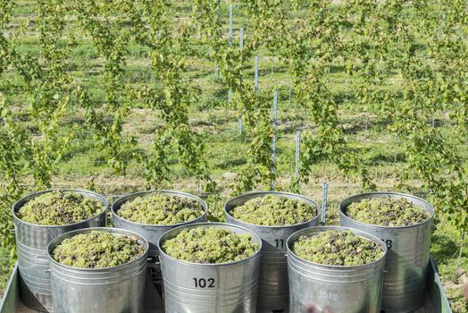 Containers Full Of White Grapes On The Trailer By Harvest Time