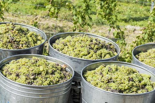 Containers Full Of White Grapes On The Trailer By Harvest Time