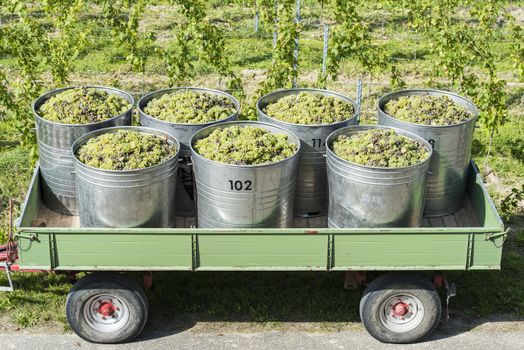 Containers Full Of White Grapes On The Trailer By Harvest Time