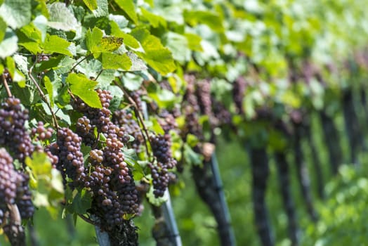 Pink Grapes in the Vineyard By Harvest Time