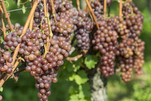 White Grapes in the Vineyard By Harvest Time