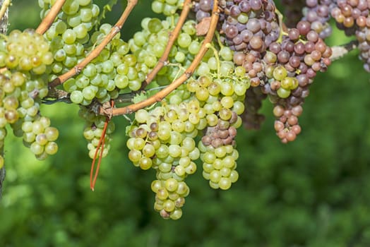 White Grapes in the Vineyard By Harvest Time