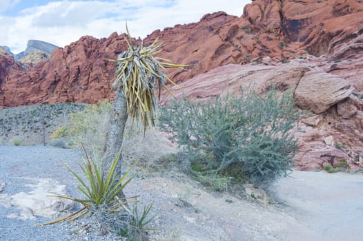  The Red Rock canyon near las vegas , Nevada.