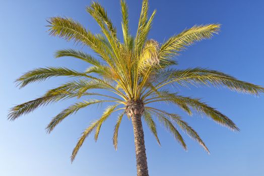 Nice Palm Tree Against The Blue, Sunny Sky