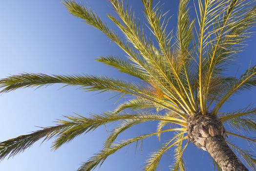 Nice Palm Tree Against The Blue, Sunny Sky