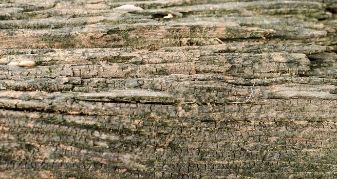 High resolution natural woodgrain texture.