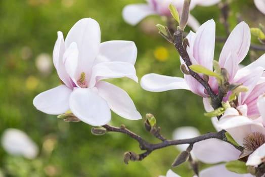 Beautiful Flowers of a Magnolia Tree