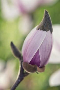 Beautiful Flowers of a Magnolia Tree