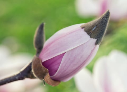 Beautiful Flowers of a Magnolia Tree