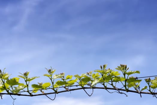 branch of grape vine on blue sky background