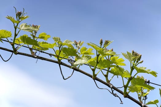 branch of grape vine on blue sky background