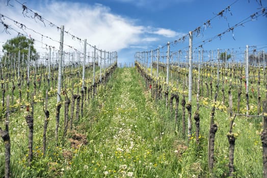 beautiful vineyard landscape with cloudy blue sky