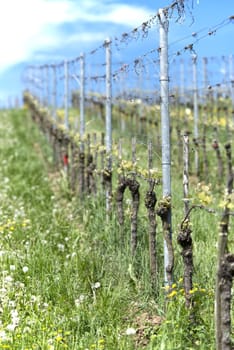 A Row in the vineyard in spring