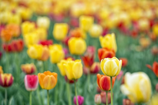 Many of Colorful Tulip Flower in Spring