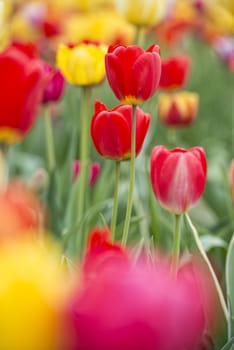 Many of Colorful Tulip Flower in Spring