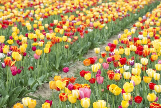Many of Colorful Tulip Flower in Spring