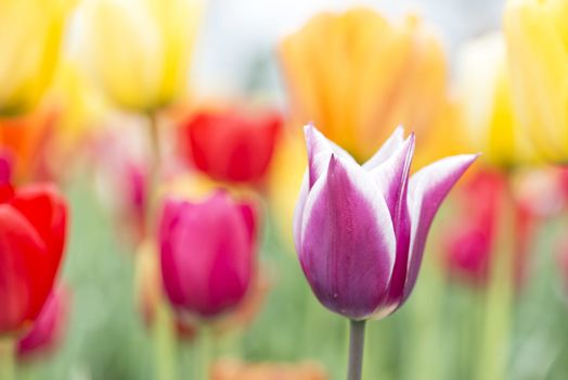 Many of Colorful Tulip Flower in Spring