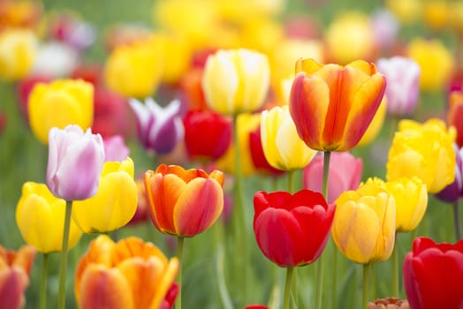 Many of Colorful Tulip Flower in Spring