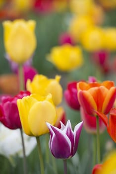 Many of Colorful Tulip Flower in Spring