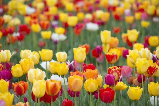 Many of Colorful Tulip Flower in Spring