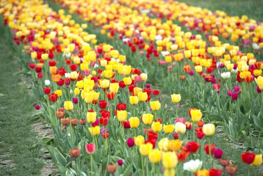 Many of Colorful Tulip Flower in Spring