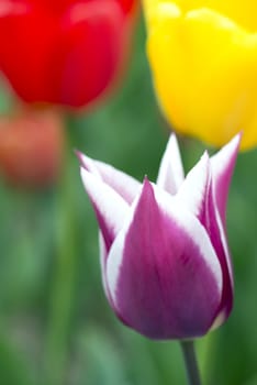 Many of Colorful Tulip Flower in Spring