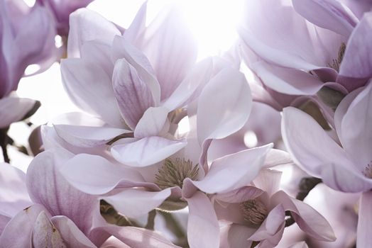 Pink Magnolia Flower in the Sunlight