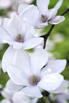 Beautiful Flowers of a Magnolia Tree