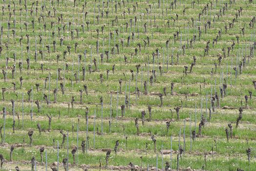 Grape Vines in the Vineyard Field in Spring