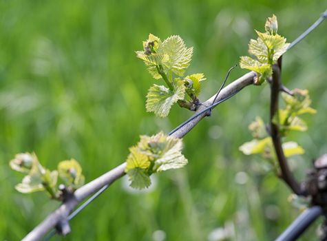 Spring buds sprouting on a grape vine in the vineyard