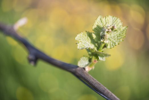 Spring buds sprouting on a grape vine in the vineyard