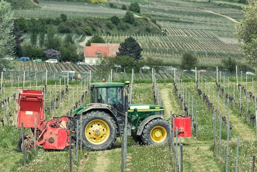 Farm tractor on the ground among growing vineyards