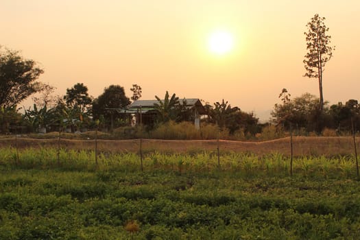 It's the vegetable garden in the time of sunset.