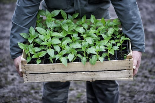 Old man hands holding a wooden box full of young plants.
