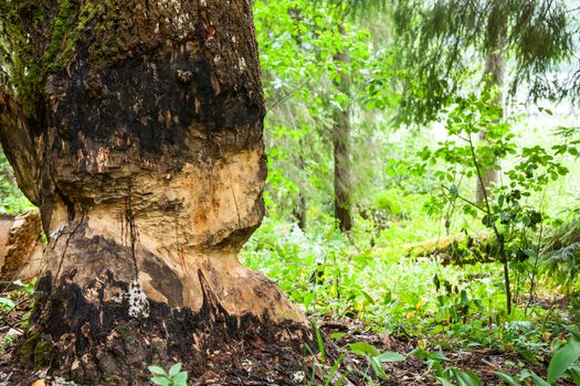 Tree chewed by beaver at forest