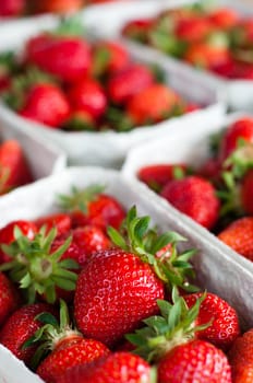 Fresh Picked Strawberries at the market