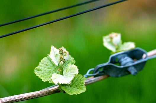 Spring buds sprouting on a grape vine in the vineyard
