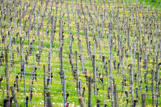 Grape Vines in the Vineyard Field in Spring