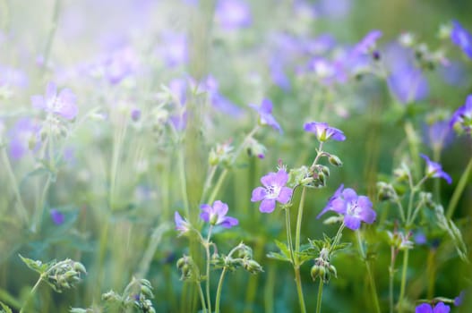 Purple Flower Field with sunshine in spring