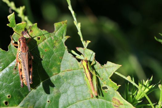 Grasshoppers on mint plant in morning sun