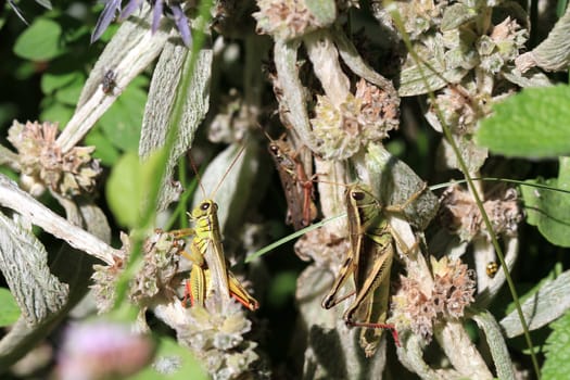 Grasshopper male & female on mint plant morning sun