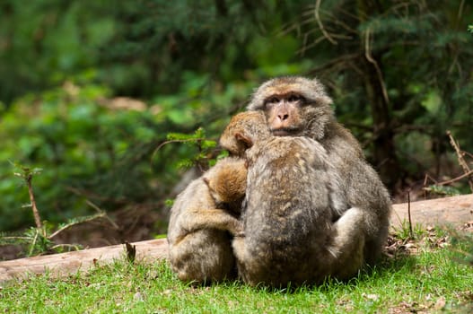 Berber Monkeys keeping each other warm in the forest